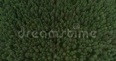 立陶宛的森林。 立陶宛首都维尔纽斯附近的<strong>青松</strong>林11